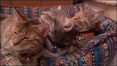 Mutual grooming cats
