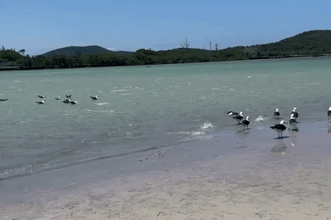 ilha do japonês cabo frio gaivotas