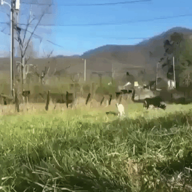 giphy-downsized-large.gif