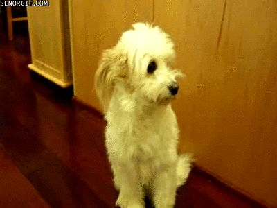 Dog With Wings GIFs - Find & Share on GIPHY