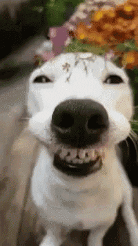 GIF de cachorro branco sorrindo para a câmera com flores em cima da cabeça.