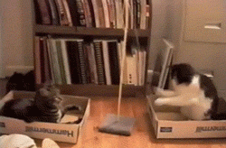 Gif of cats playing with toy