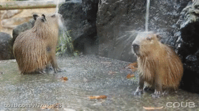 Shower GIF by Cheezburger - Find & Share on GIPHY