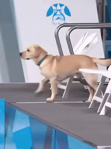 giphy.gif