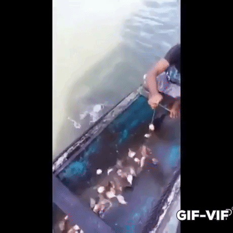 This Is How You Catch Piranha in funny gifs