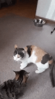 Outta nowhere in cat gifs