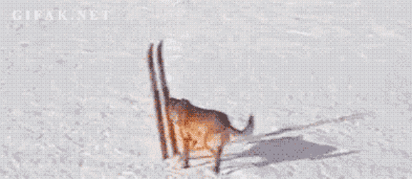 Dog Skiing GIF - Find & Share on GIPHY