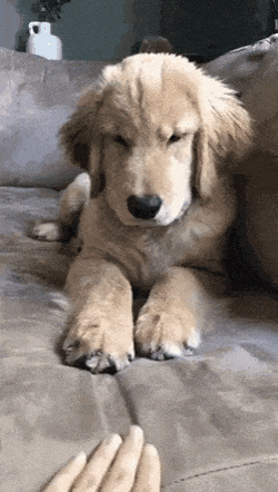 Angry good boi in dog gifs