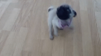 Pug Dancing GIF - Find & Share on GIPHY