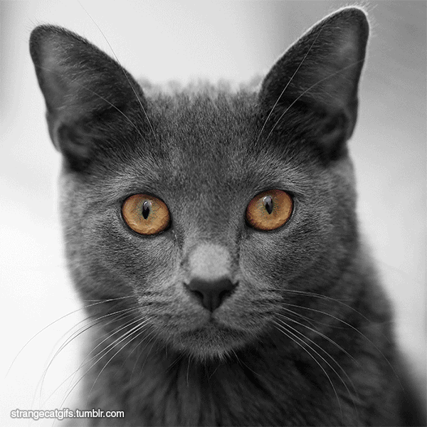 Cat Eyes GIF Find & Share on GIPHY