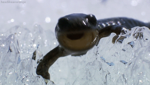 Salamandre particulière cherche lien(s) particulier(s) Giphy