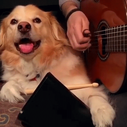 dog musical instruments