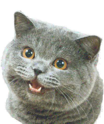 cat talking