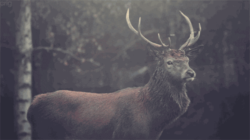 Deer Staring GIF Find Share on GIPHY Deer Staring GIF Find Share on GIPHY