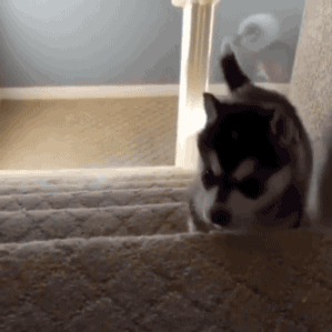 A dog falling down the stairs