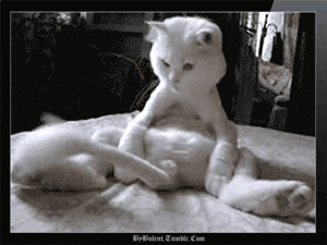 Funny Just For Laughs GIF - Find & Share on GIPHY