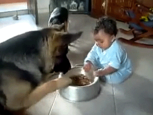 Dog and baby fighting over food