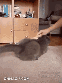 Cat Moving GIF - Find & Share on GIPHY