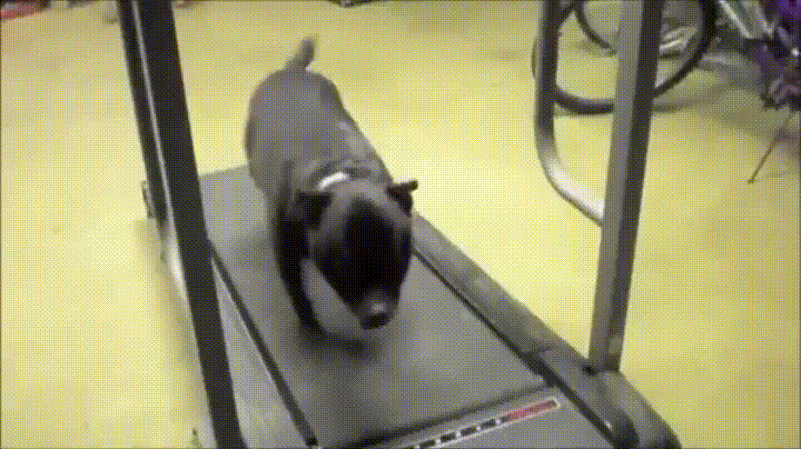 https://media.giphy.com/media/GIaRNLehY1vJ6/giphy.gif