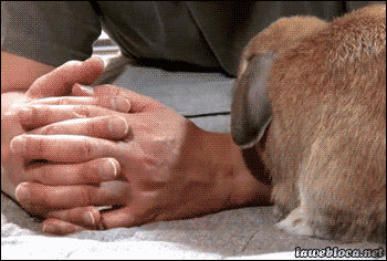 bunny move rub forward