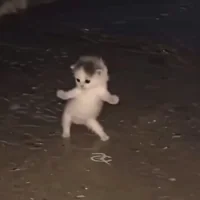 ai kitty GIF to use in Instagram comments