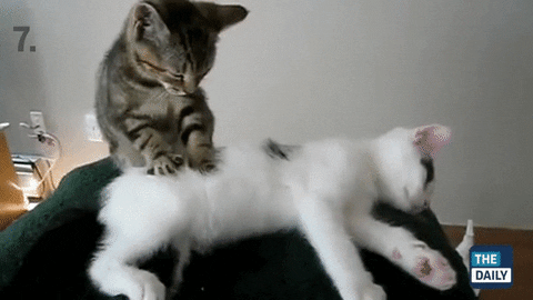 https://giphy.com/gifs/cat-massage-GKpr6WLOm1KyQ