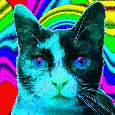 Image result for trippy cats gifs