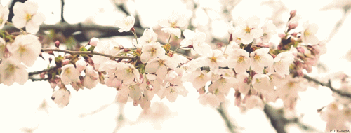 Cherry Blossom Flowers GIF