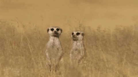 Two meerkats in love