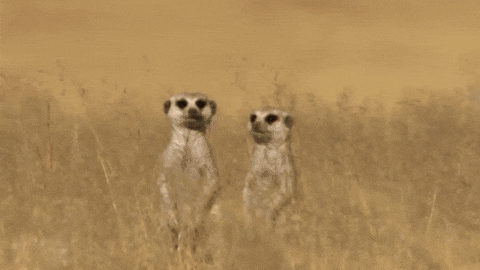  love i love you meerkats GIF