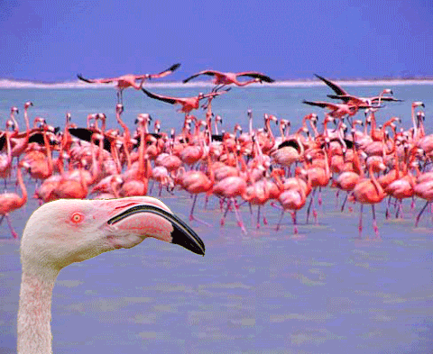 flamingo clipart gif
