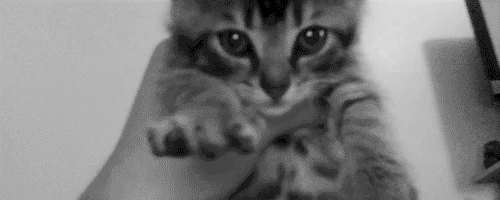 What Causes Black Discharge From Cat s Eyes JustAnswer Health For You