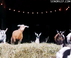 mini cabras felizes e saudáveis pulando