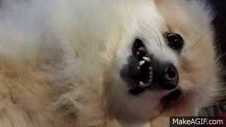 pomeranian gif pomeranian gif find on giphy pomeranian gif pomeranian gif find on giphy