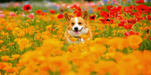 A happy corgi in a field of poppy flowers