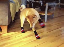 dogs in booties for the first time