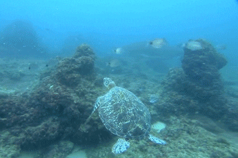 animals ocean turtles sea turtle sea turtles
