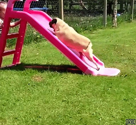 16 gifs that show why pugs are much better than people | Metro News