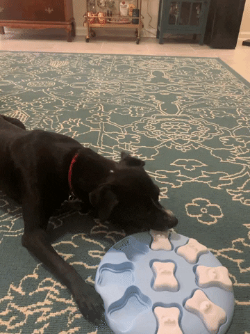 Toys – Entertain My Dog: Saving your pup from boredom