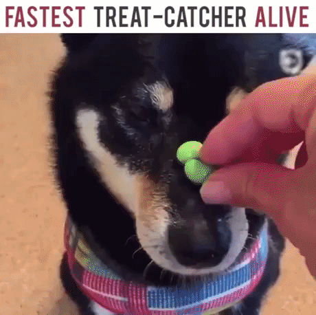Fastest Treat Catcher in animals gifs
