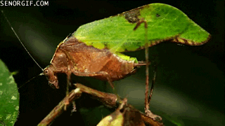 Bugs Insect GIF by Cheezburger