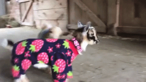 goat pajamas goats in pajamas
