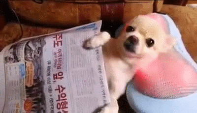 Dog GIF - Find & Share on GIPHY