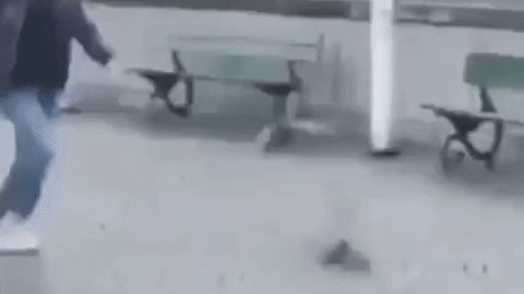 Pigeon won