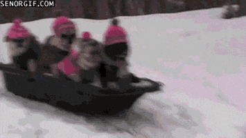 Sledding GIFs - Find & Share on GIPHY