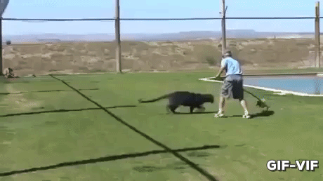 Play With Panther in funny gifs