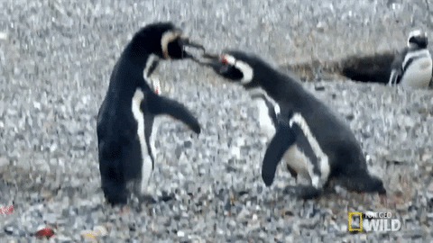 Nat Geo Fighting GIF by Nat Geo Wild  - Find & Share on GIPHY