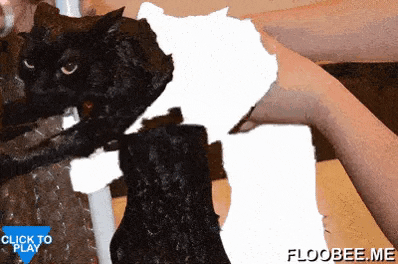 Catto holding pole in gifgame gifs