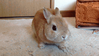 Bunny Rabbit GIF - Find & Share on GIPHY