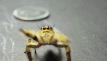 Jumping Spider GIFs - Find & Share on GIPHY